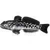 Ich fische Grundeln