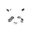 raccoon