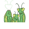 Praying mantis Mantis Mantis