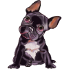 Sweet Français Bulldog, Le Génial