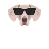 My Weimaraner is the coolest