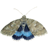 Blue underwing