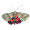 Red underwing