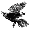 Rabe im Flug