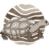 Tortoise