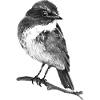 Oiseau