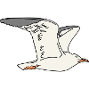 Gull