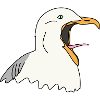 Möwe schreit
