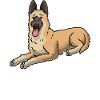 Laekenois Dog Belgian Shepherd