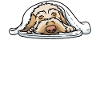 Spinone Italiano Chemise pyjama officielle