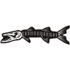 Skeleton of Barracuda