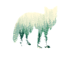 Fox in the fog