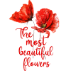Mohnblumen Mohn rot