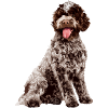 Lagotto Romagnolo