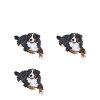 Bouvier Bernois Training Chien