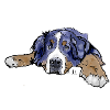 Bernese Mountain Dog