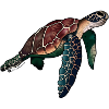 Sea turtle