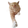 Red Cat