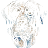 ROTTWEILER DOG