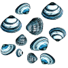 Muscheln