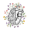 Head and Heart Brain Anatomy