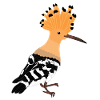 Wiedehopf Vogel, Tropenvogel