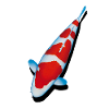 Koi Kohaku Carp