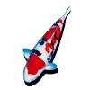 KOI carp