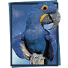 Hyacinth Macaw
