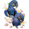 Hyacinth Macaw