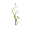 Perce-neige
