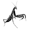 Praying mantis / Mantis insect