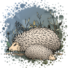 Hedgehogs