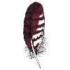 Small feather brown hand-drawn (buzzard)