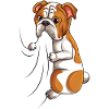 Englische Bulldogge
