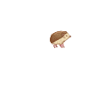 Hedgehog