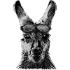Känguru
