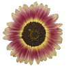 Purple Sunflower Yellow Wreath