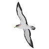 Cory’s Shearwater