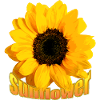 sunflower Sonnenblume