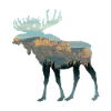 Autumn in elk