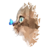 Cat and butterfly