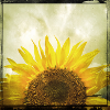 Half Sunflower