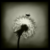Tiny Planet