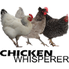 Chicken Whisperer