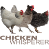 Chuchoteur de poulet