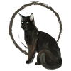 Black Cat Nelson 2