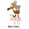Animal pyramid Don't ask