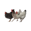 Hühner