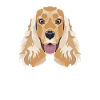 Cocker anglais souriant Spaniel